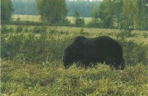 с каким калибром ходить на медведя