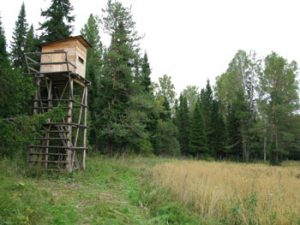 с каким калибром ходить на медведя