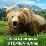 Горный Алтай | Охота на бурого медведя | 2018