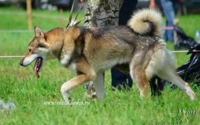 XIII Всероссийская выставка охотничьих собак | 11-13 июня 2022
