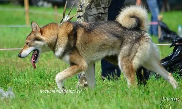 XIII Всероссийская выставка охотничьих собак | 11-13 июня 2022