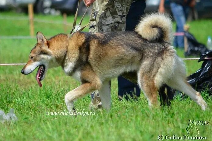 выставка охот собак в москве